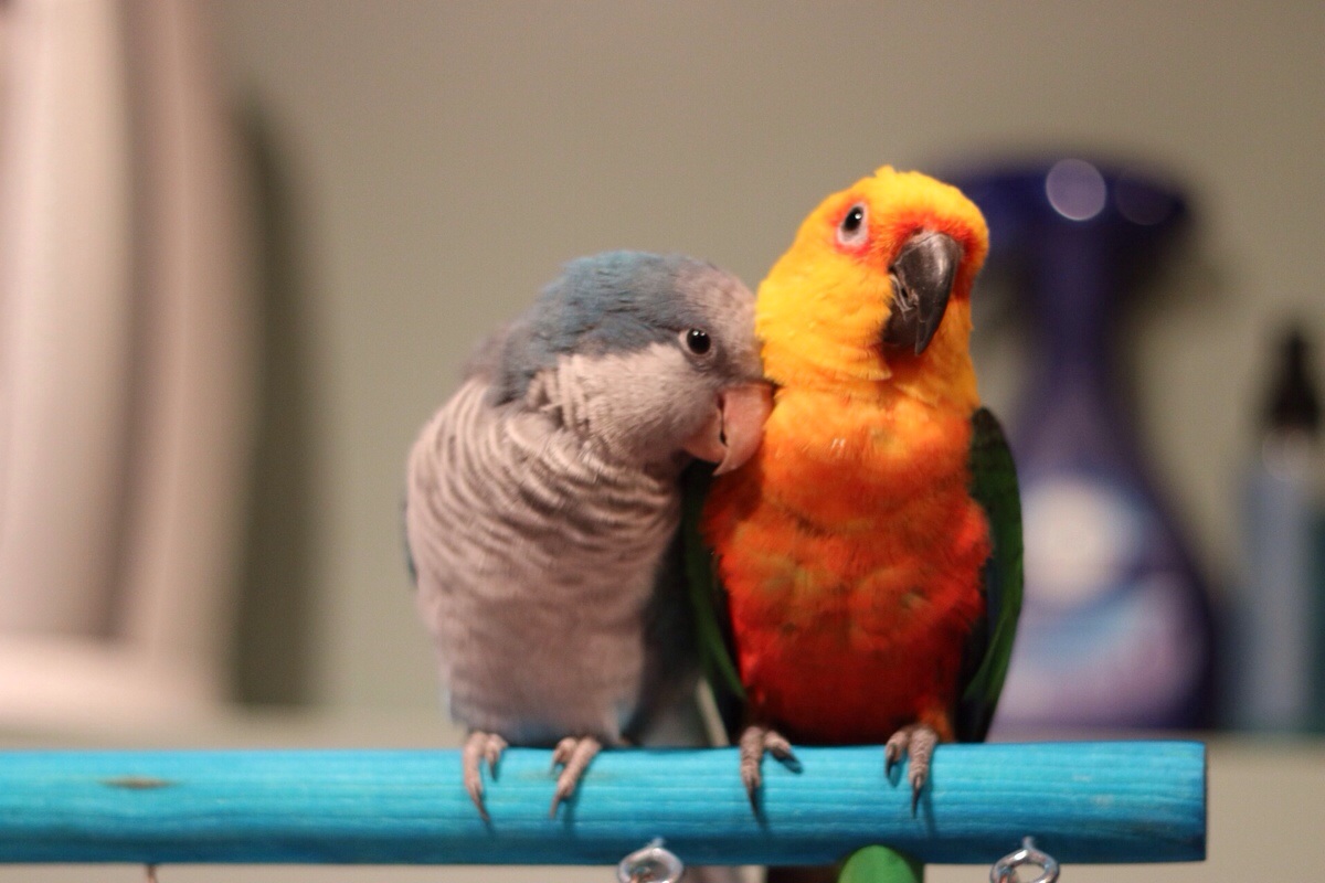 Parrots are the pets. Дружат попугаи. Попугаи Дружба навек. Попугаи нас связали. Попугаи мы дружим навсегда.